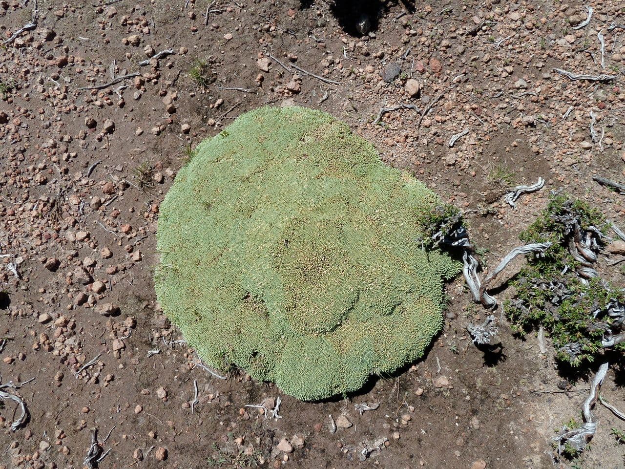 Pycnophyllum 9