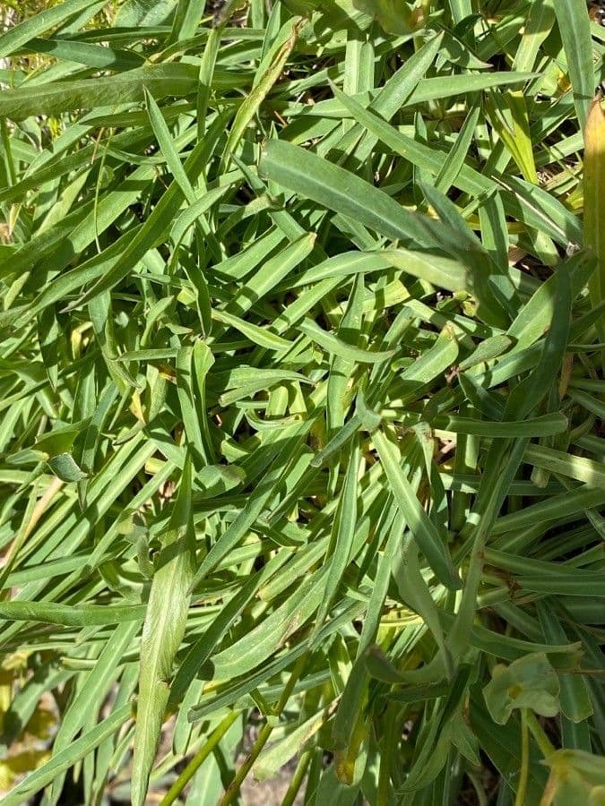 Bupleurum stellatum 19