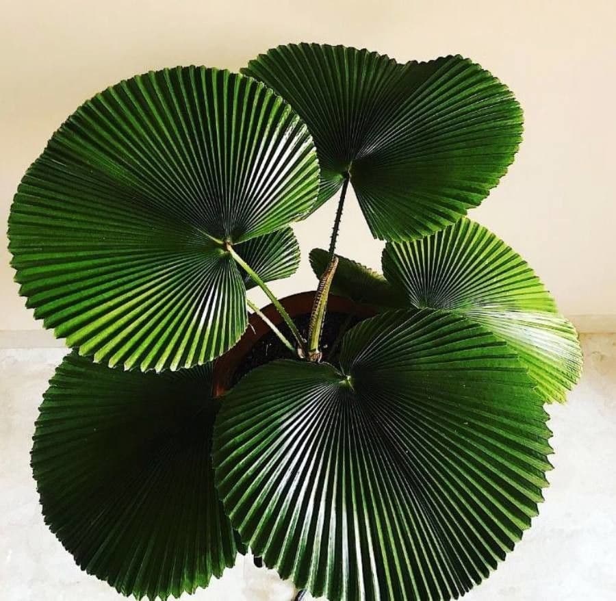 Licuala 6
