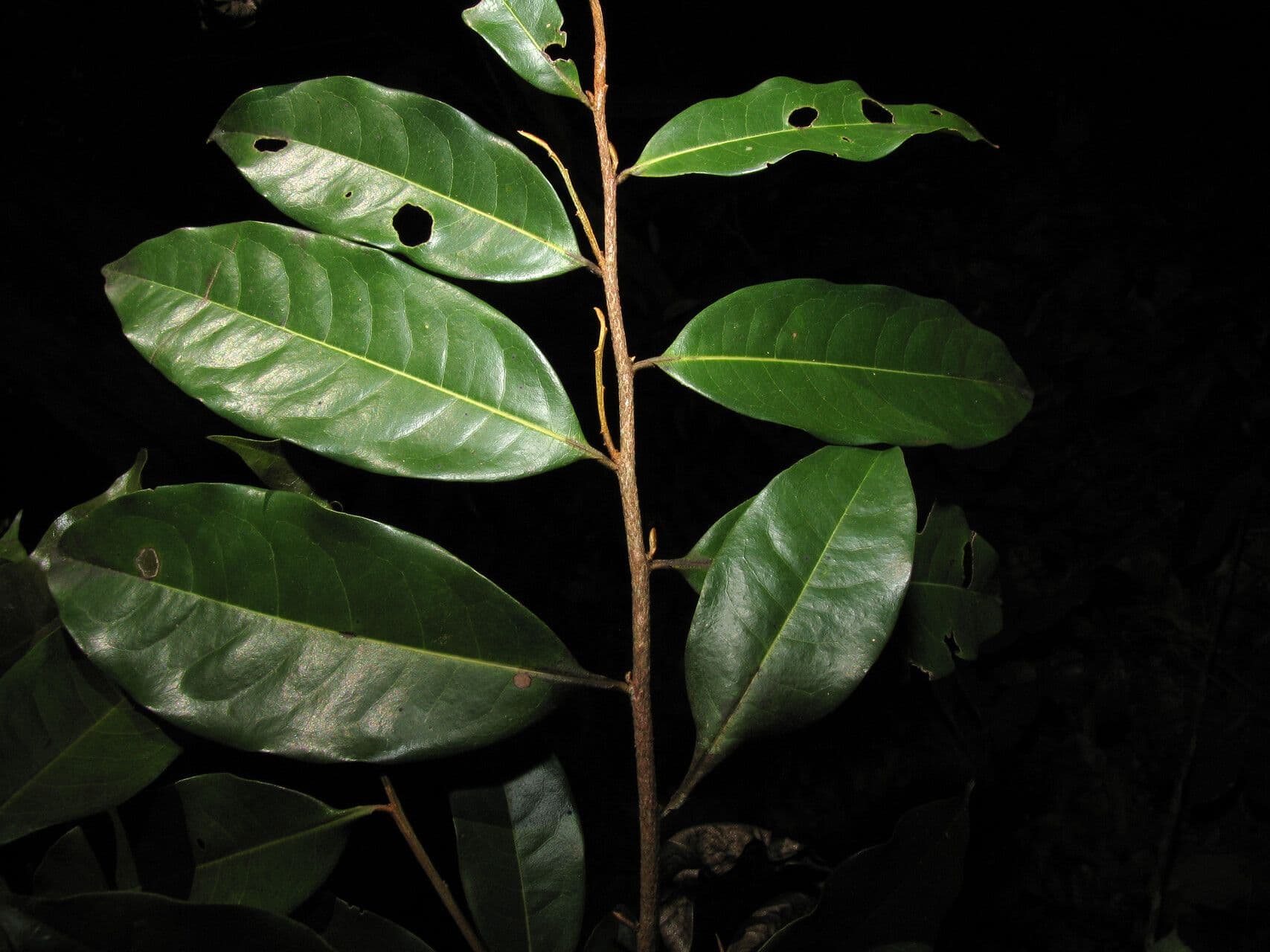 Duguetia 7