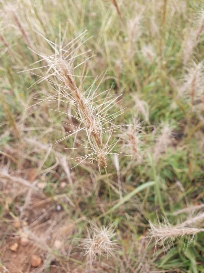Aristida 2