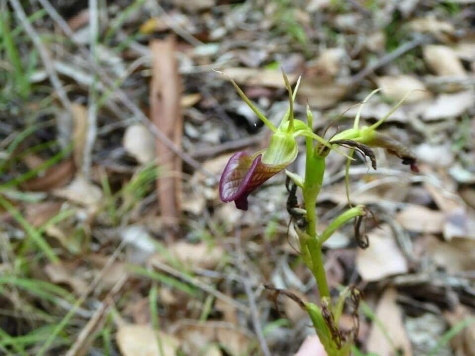 Cryptostylis