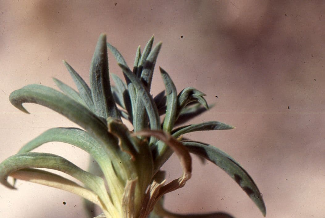 Bupleuro composto 12