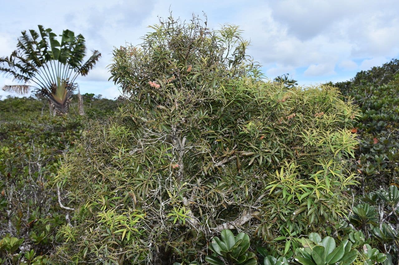 Agarista 6