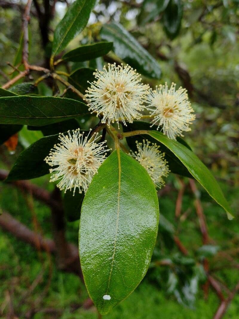 Syncarpia glomulifera 5