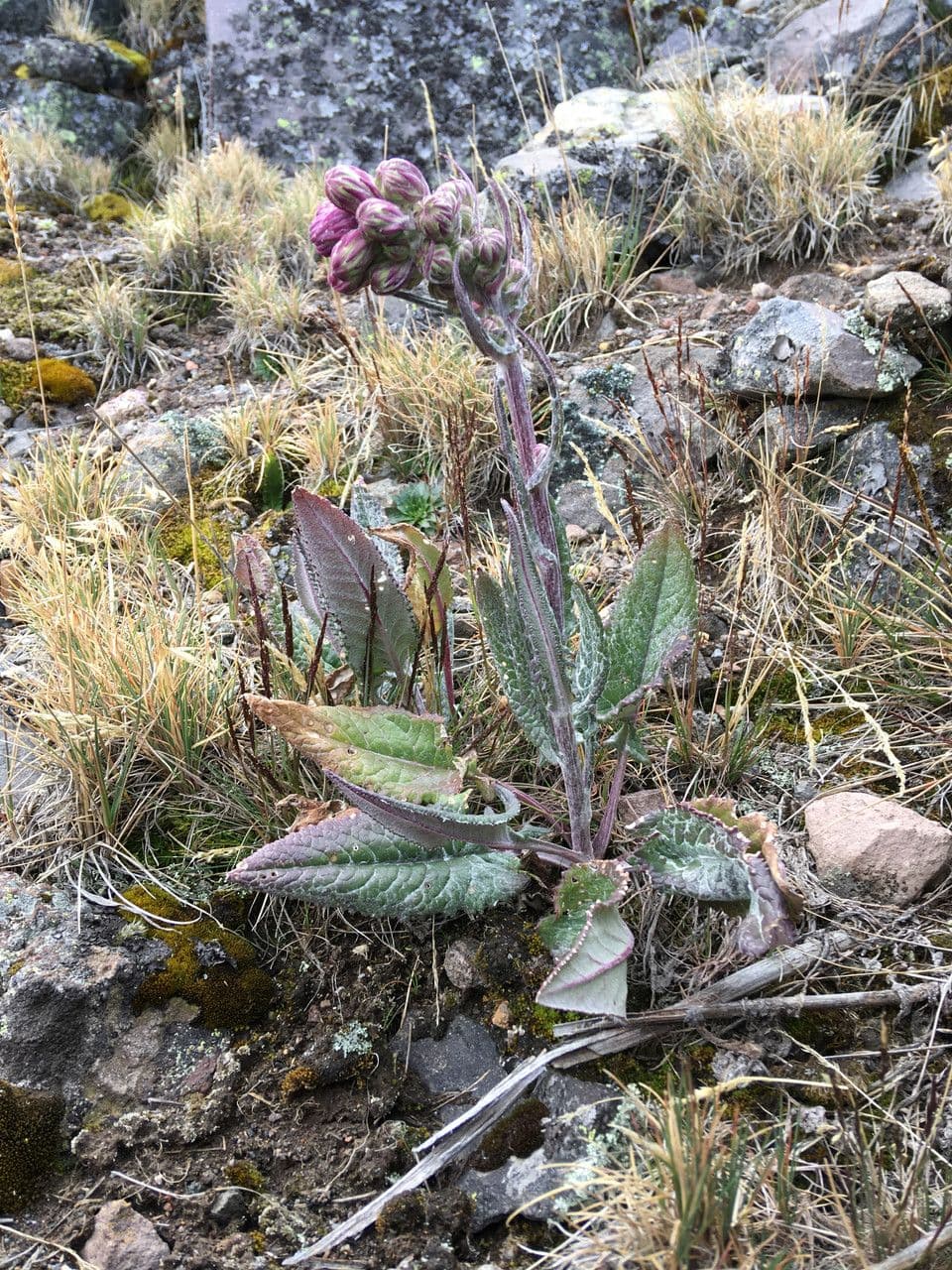 Senecio rosato 10