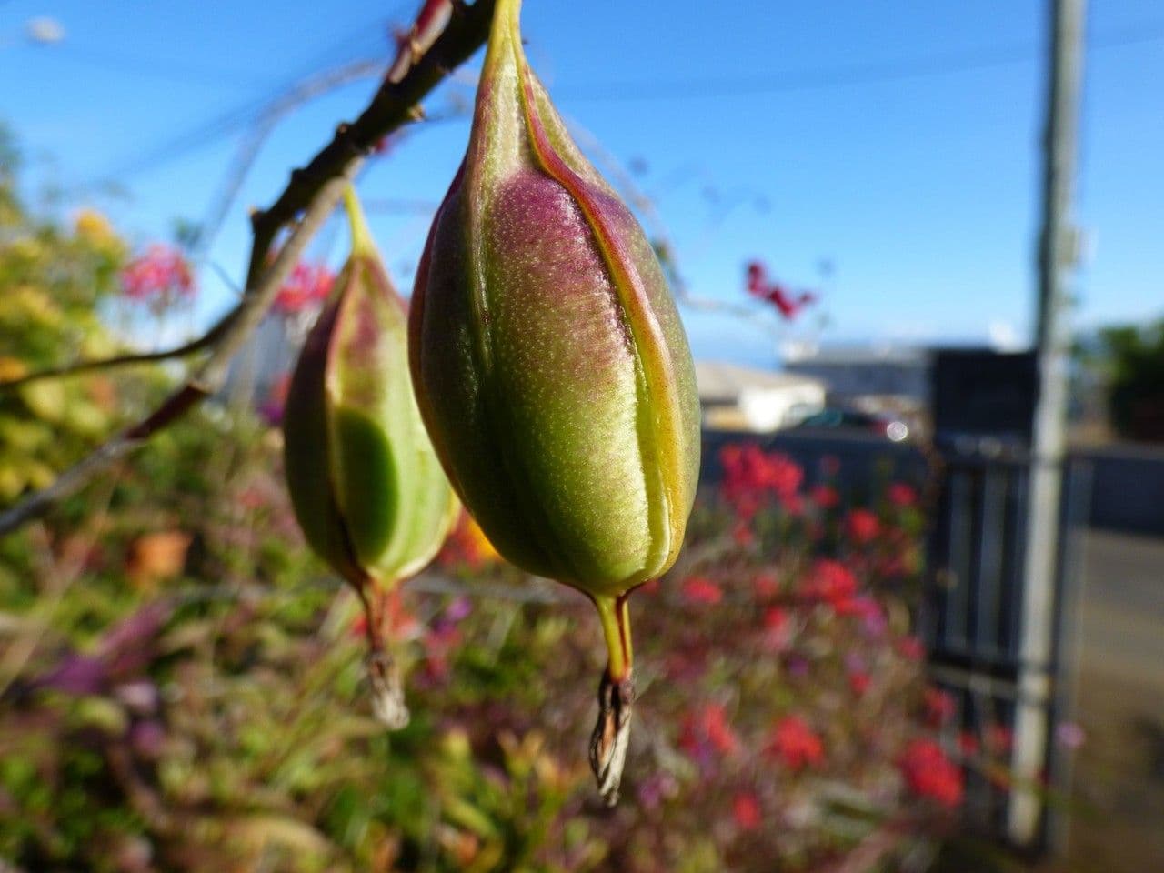 Epidendrum radicans 4