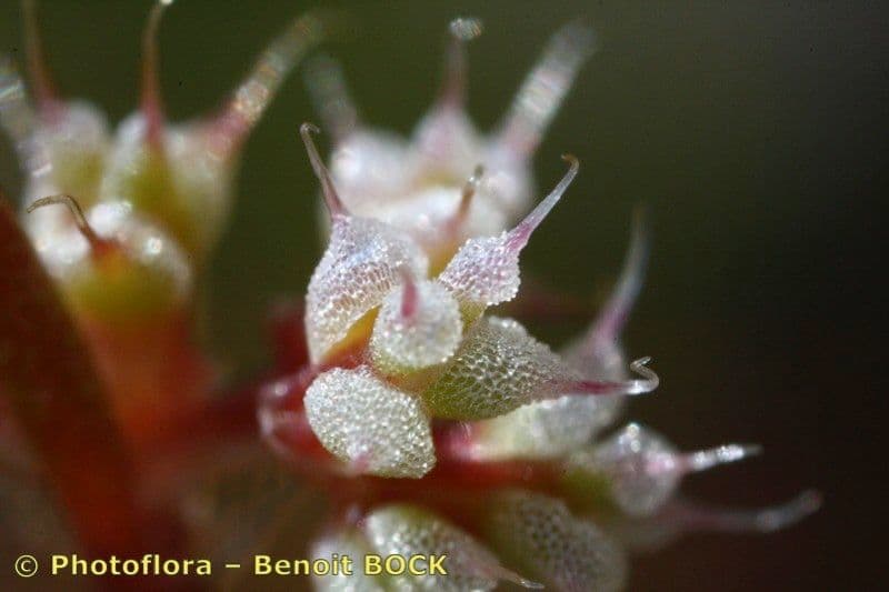 Chaetonychia 2