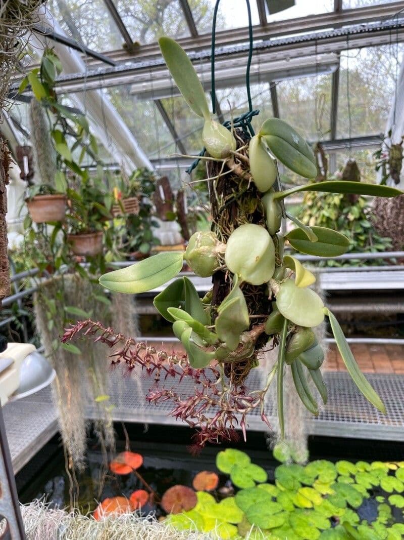 Bulbophyllum 2