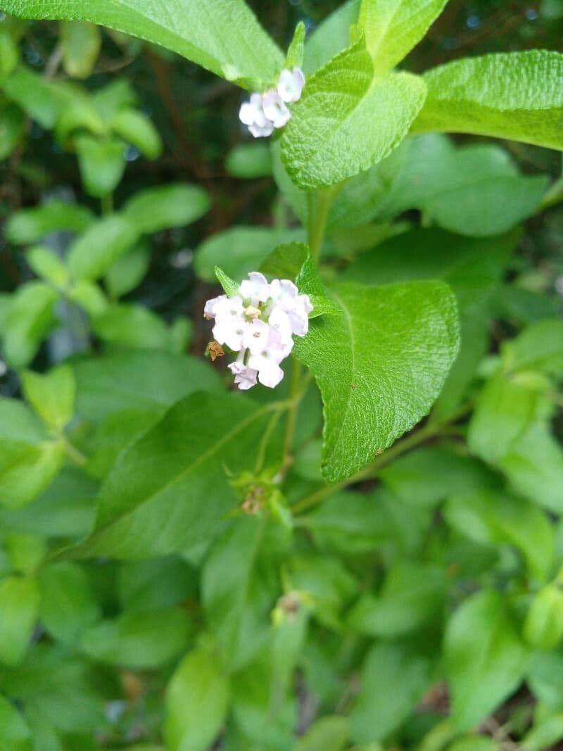 Lantana 8