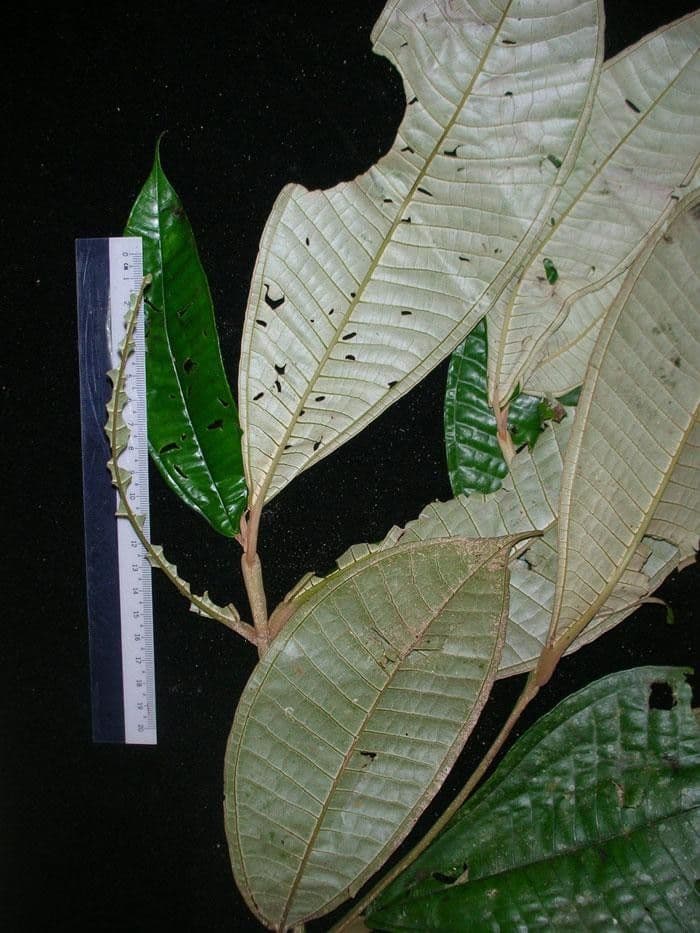 Miconia 9