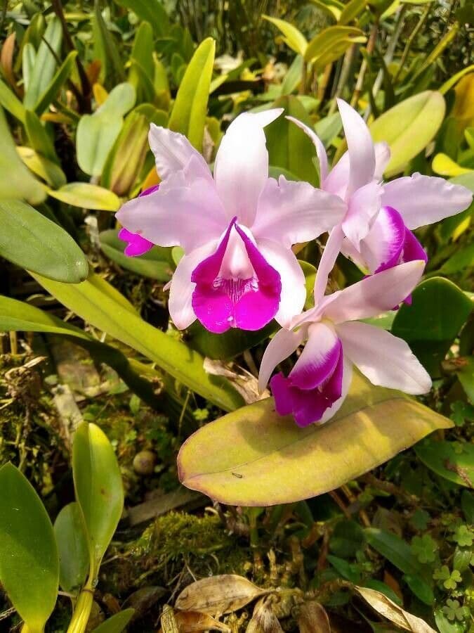 Cattleya intermedia 3