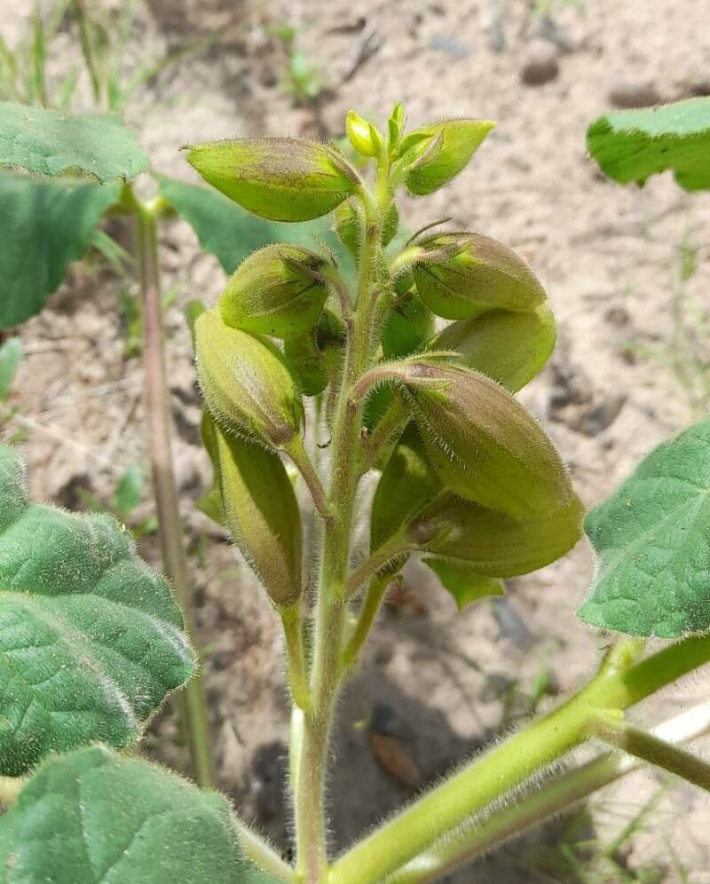 Craniolaria 6