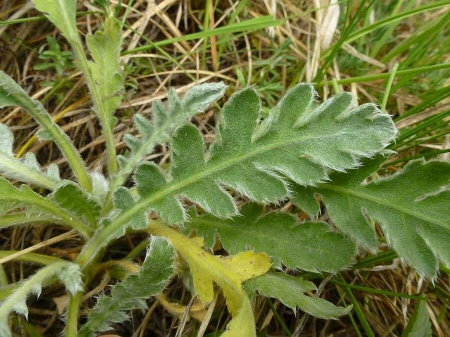 Achillea 3
