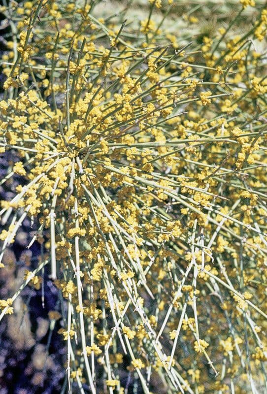 Ephedra kalifornská