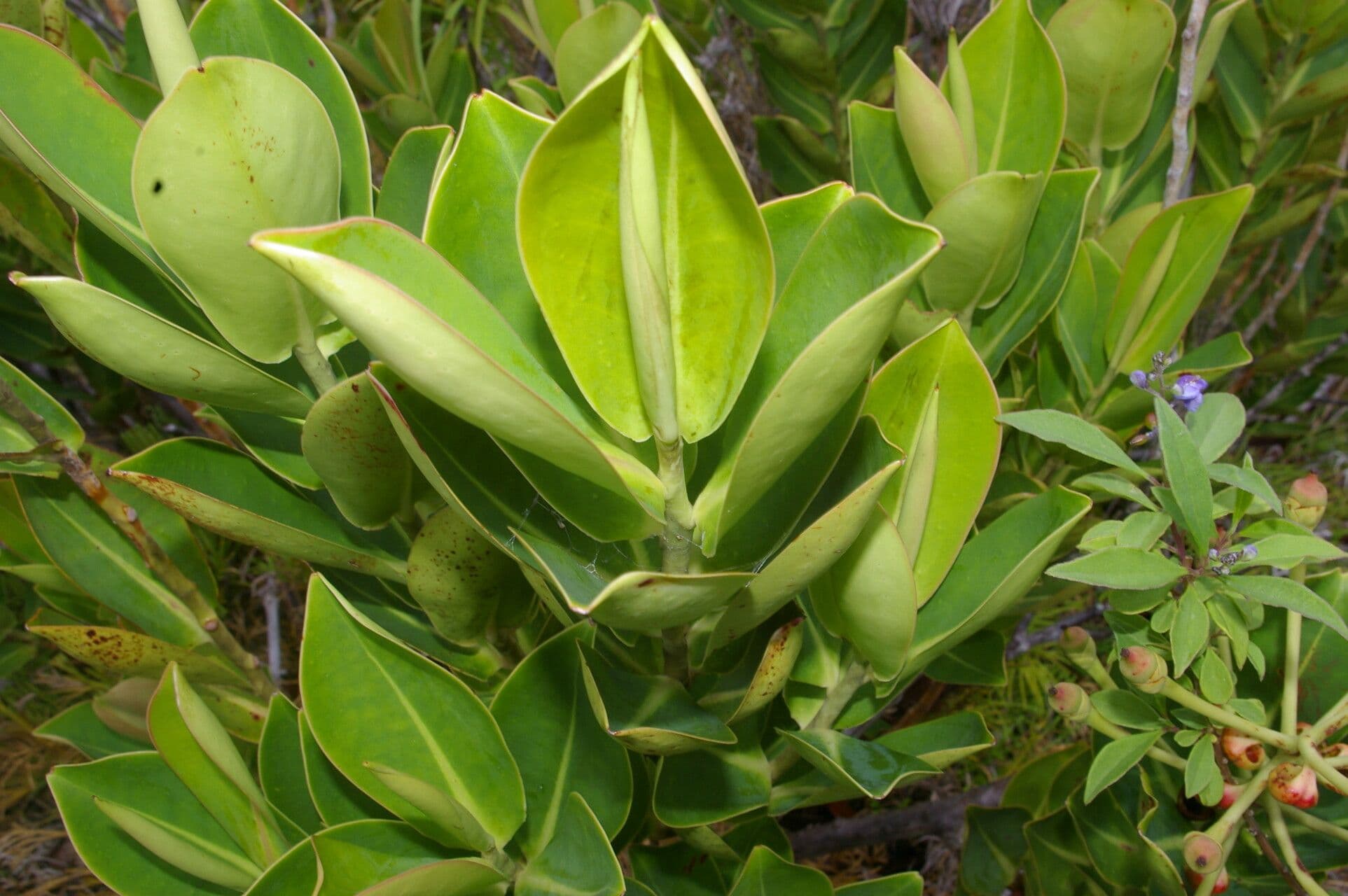 Schwartzia 10