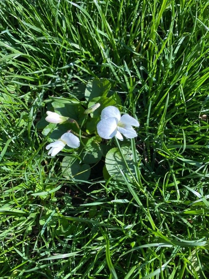 Viola striata 5