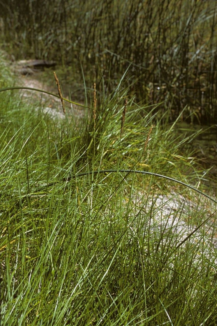 Calamagrostis stricta 9