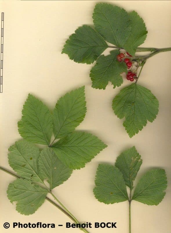 Rovo sassatile 30