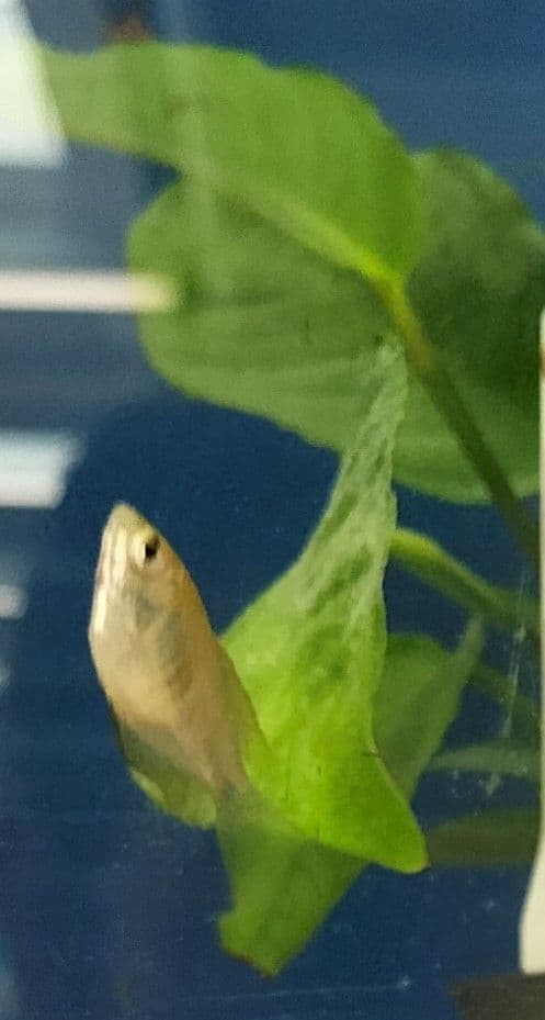 Anubias 3