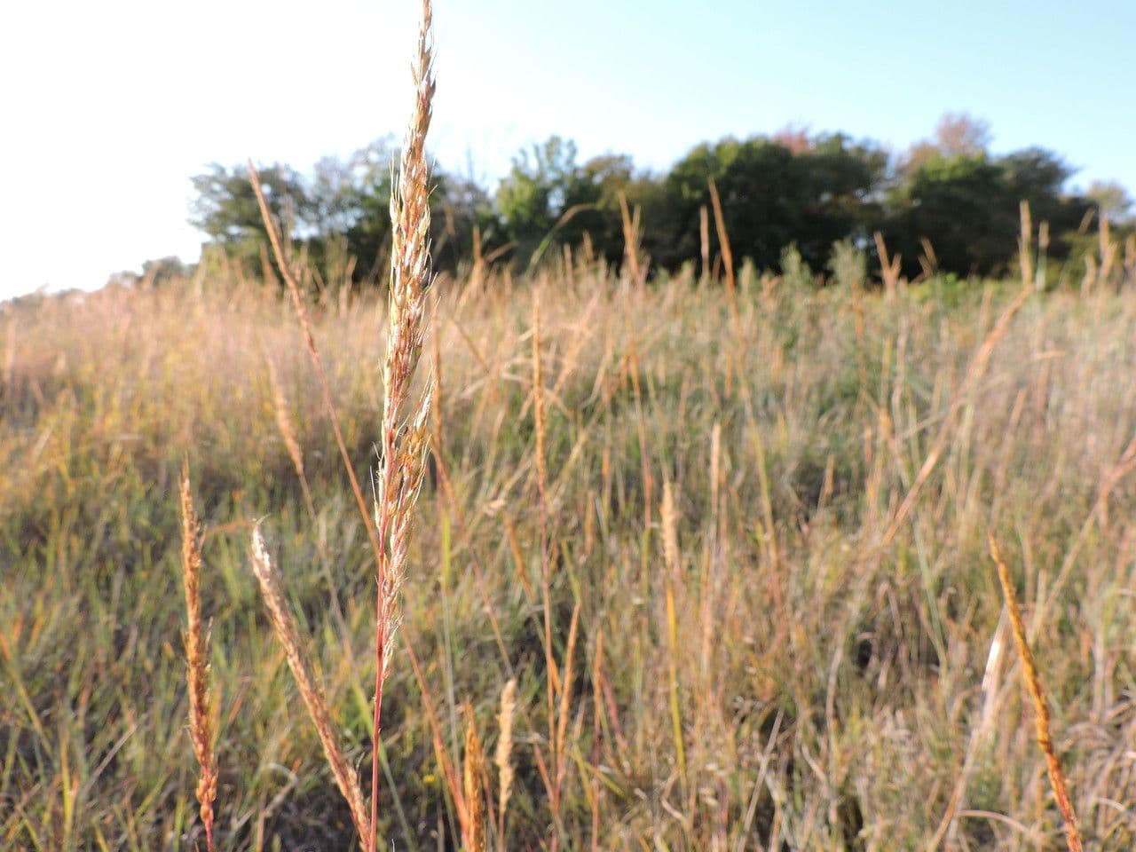 Sorghastrum nutans 12