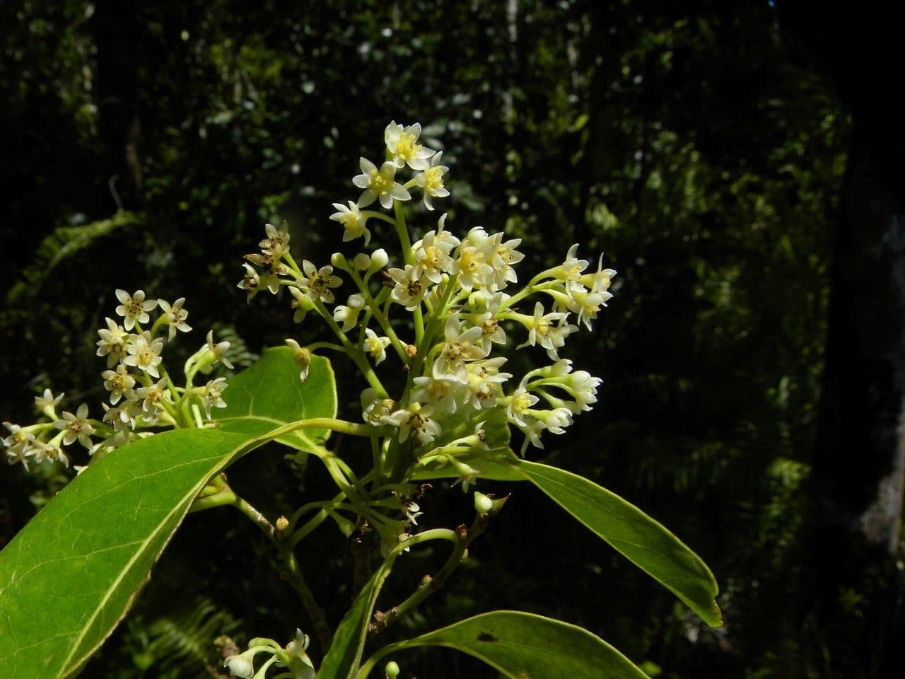 Ocotea 2