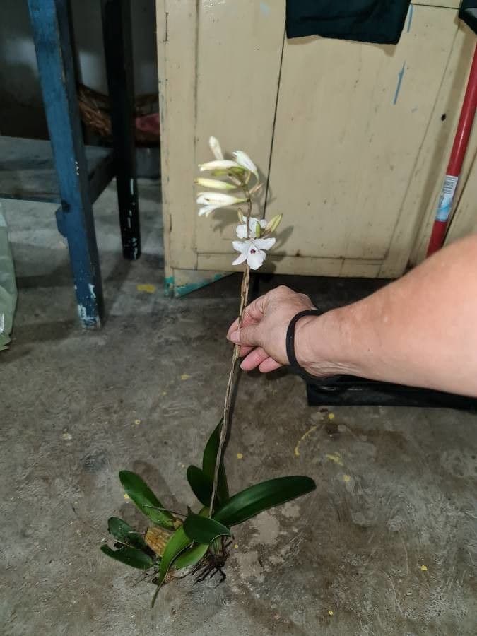 Orchidea