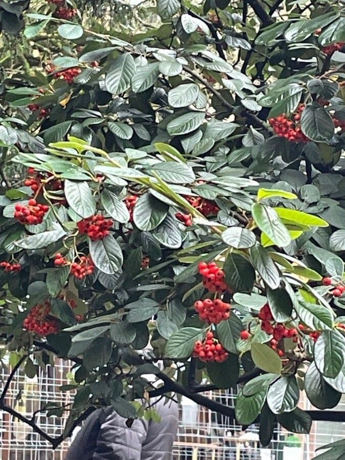 Cotoneaster 19