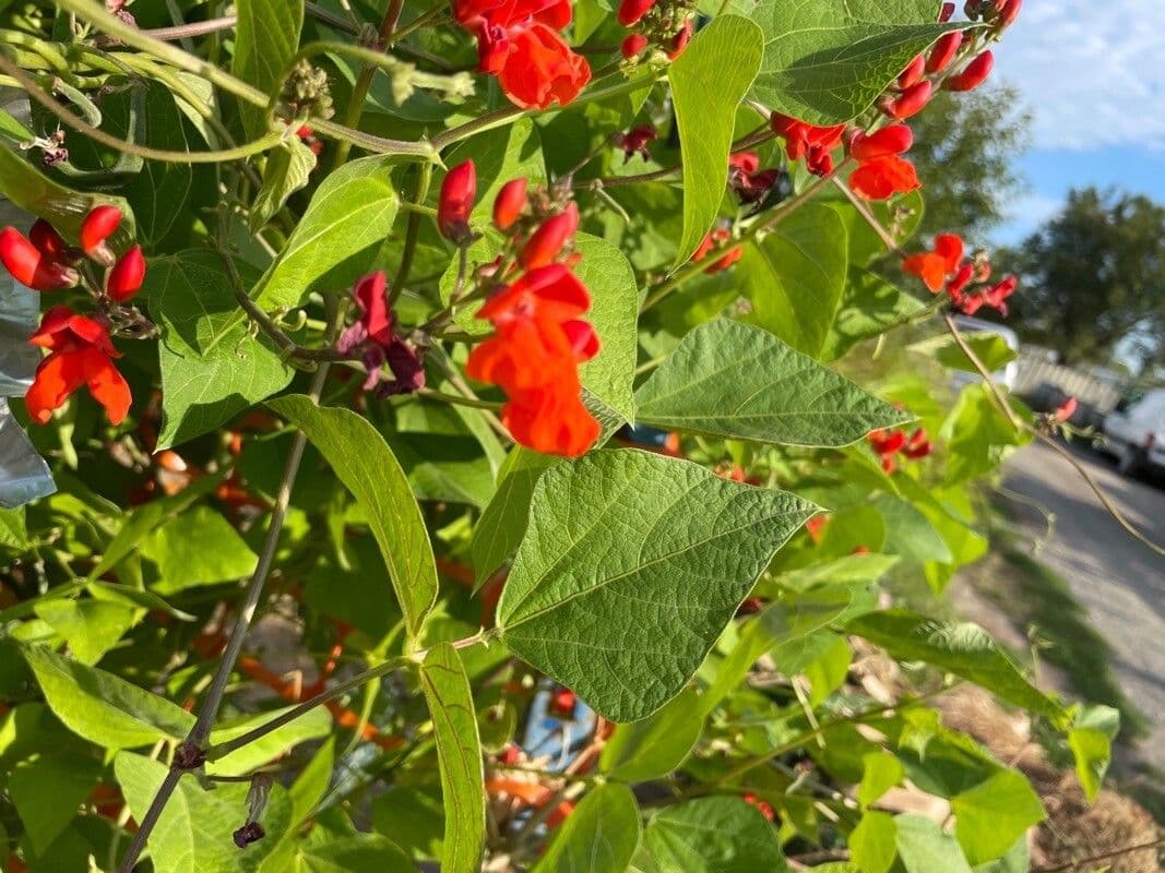 Runner bean 20