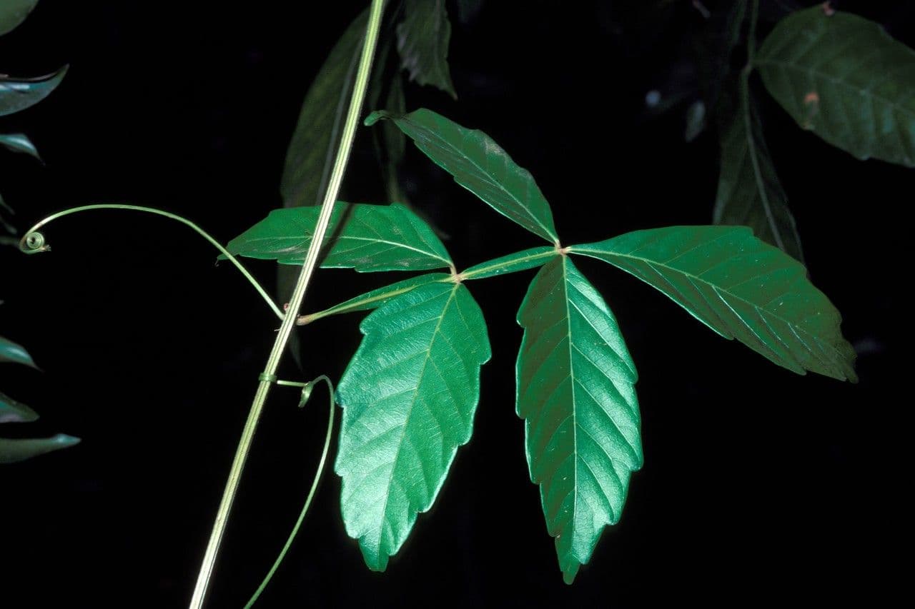 Paullinia pinnata 18