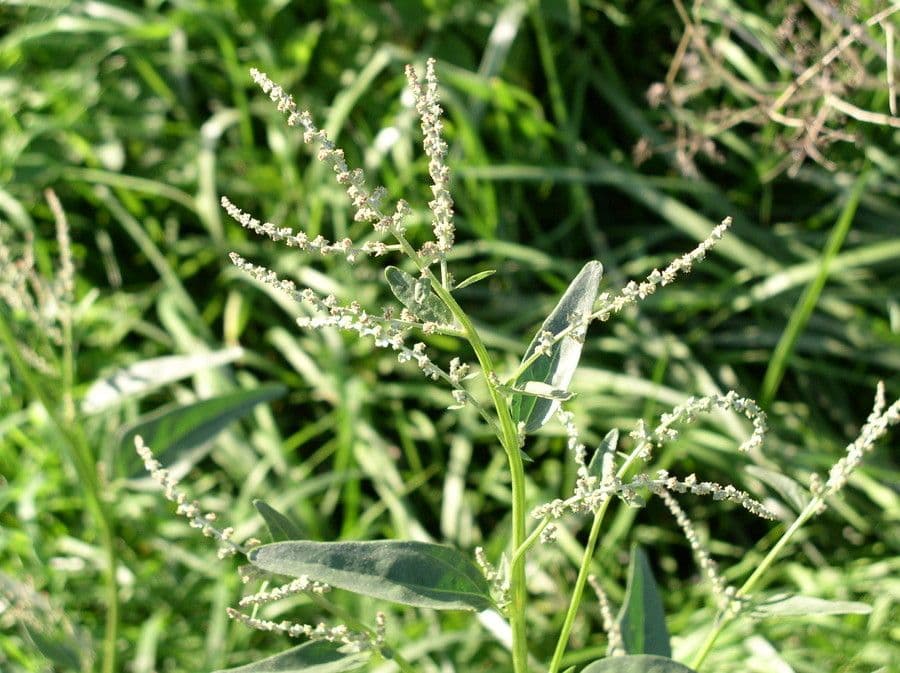 Atriplice a fiorellini 9