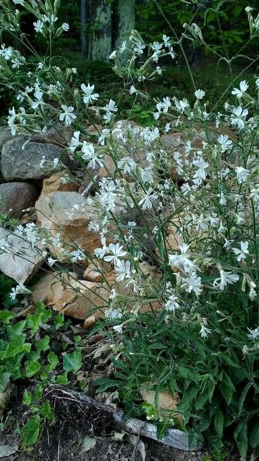 Silene italiana 14