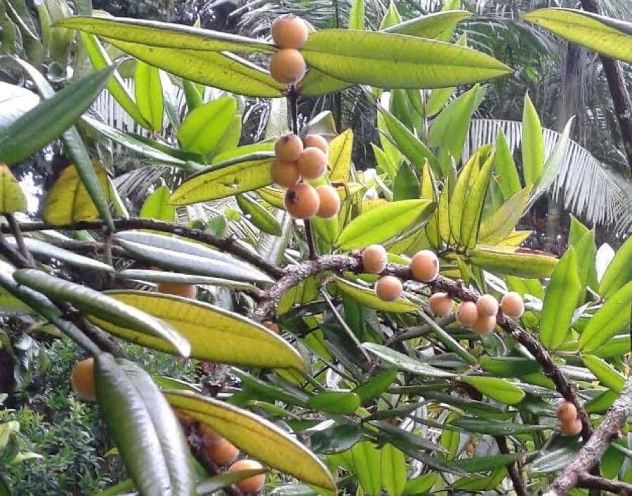 Mirciaria 5