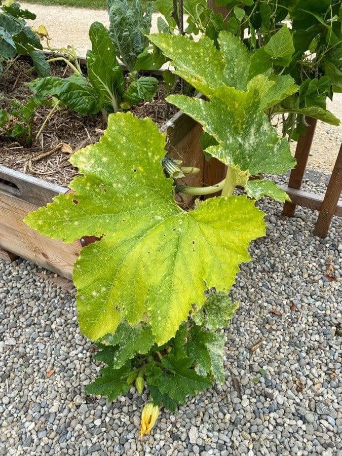 Bitter bottle gourd 12