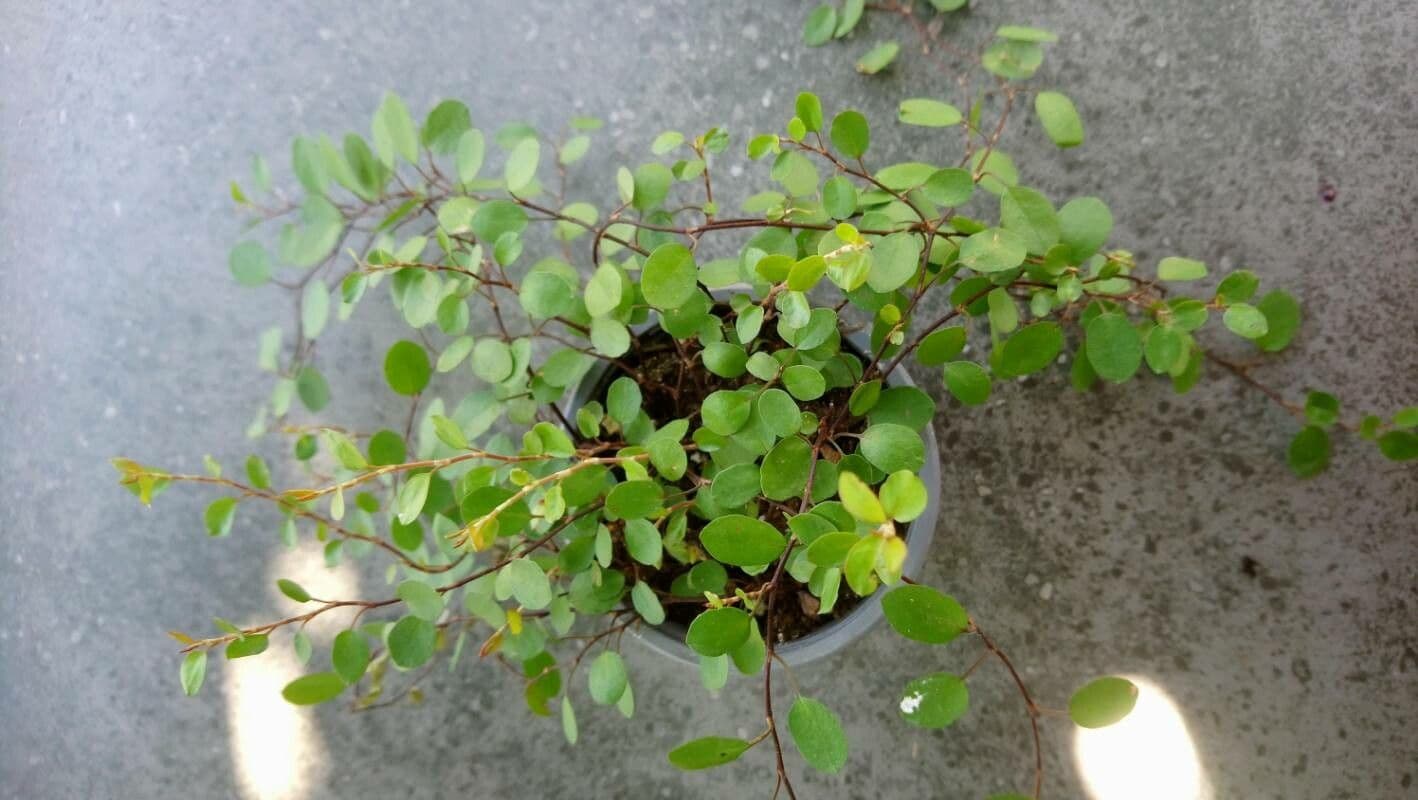 Muehlenbeckia complexa 14