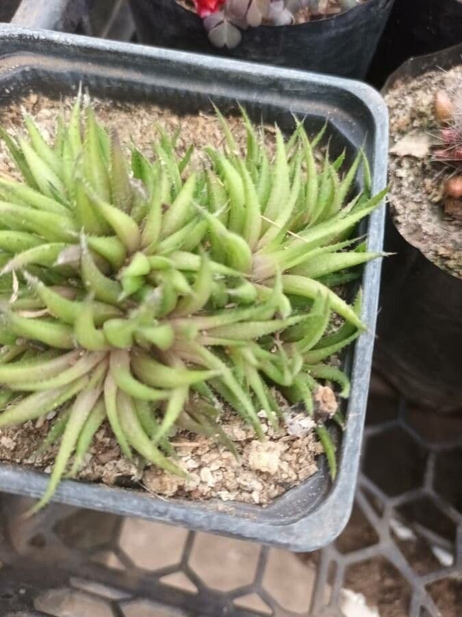 Haworthia 3