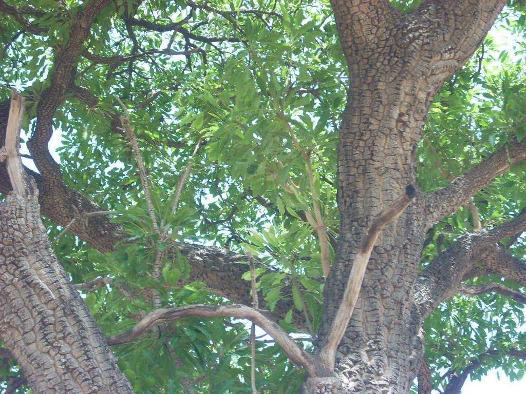 Pterocarpus erinaceus 6