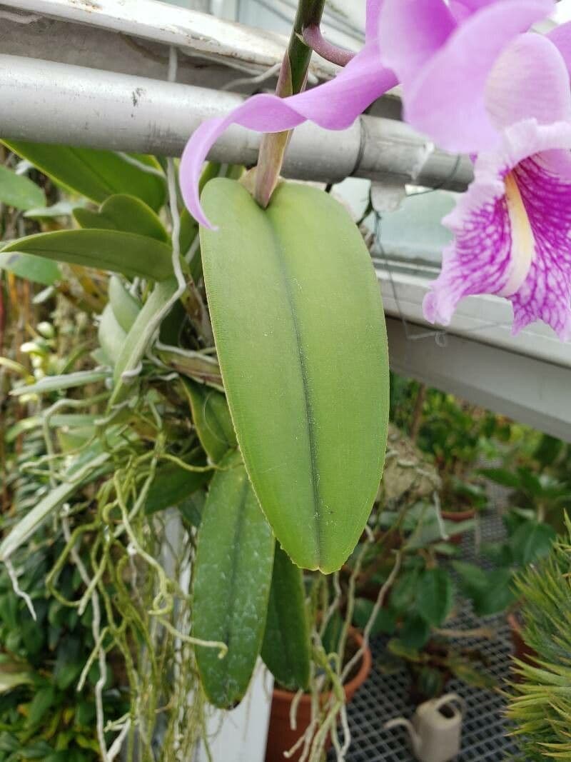 Dowianas Cattleya 3