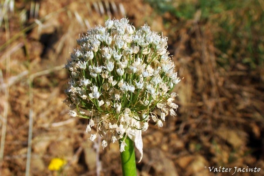 Aglio 6