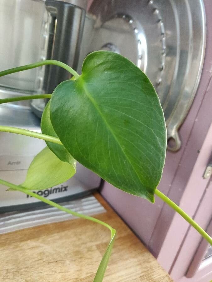 Philodendron 6