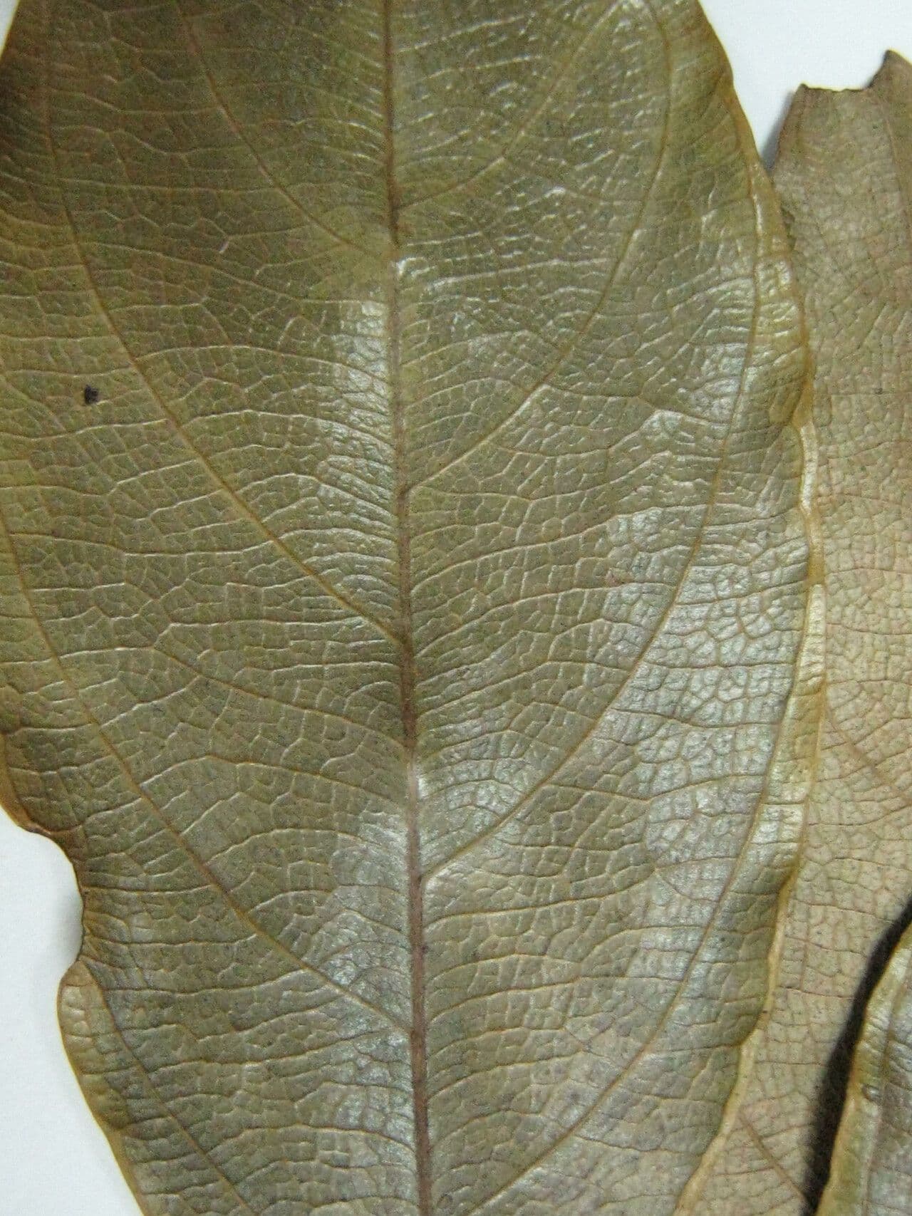 Cedro per sigari 5