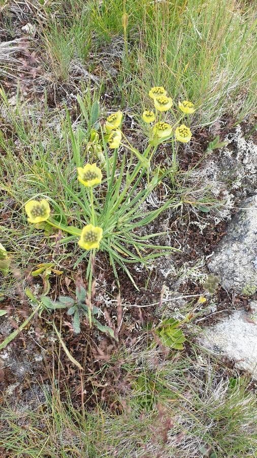 Bupleurum stellatum 7