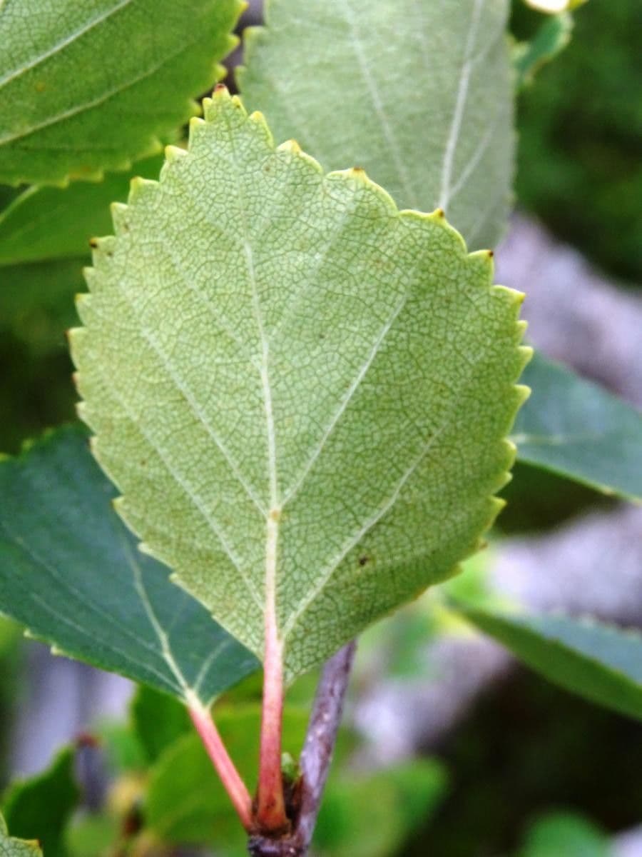 Betula humilis 12