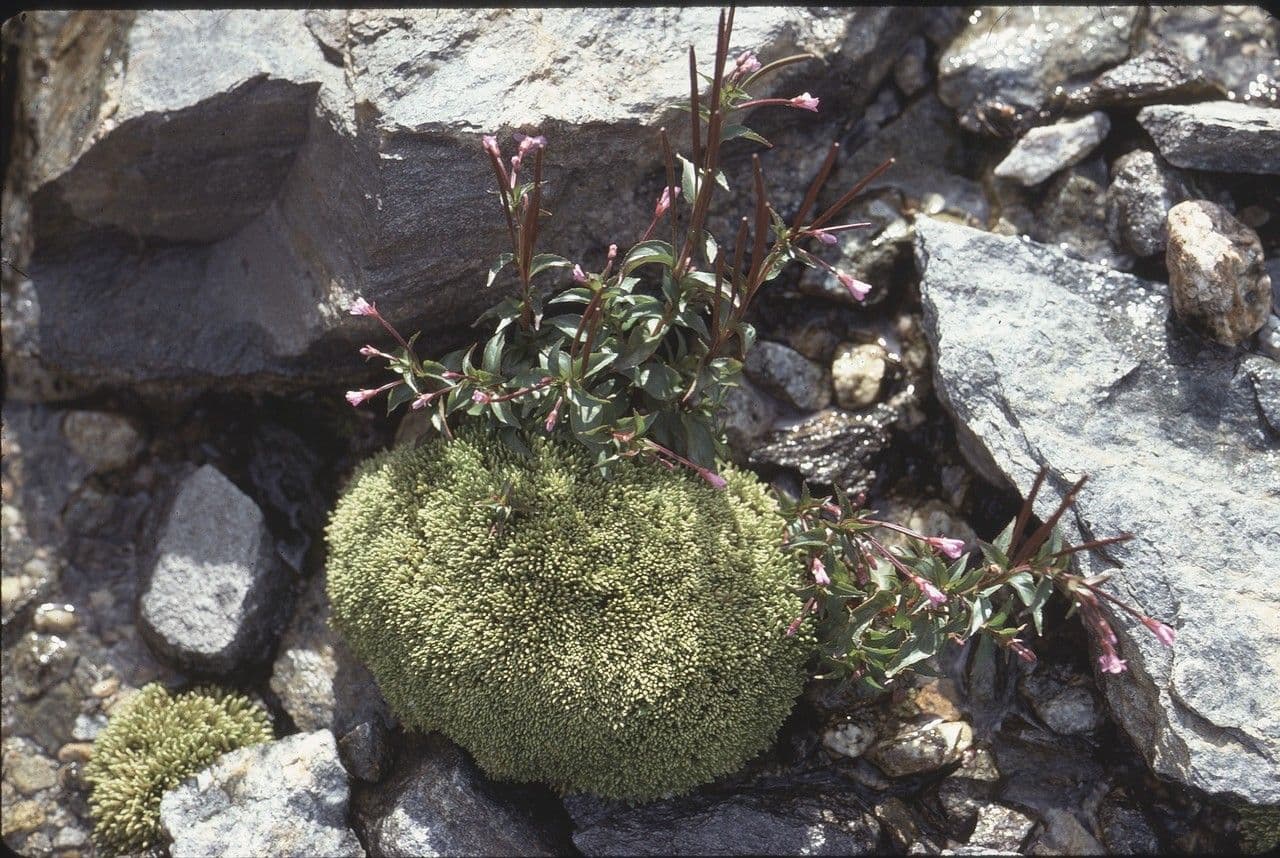 Garofanino dell'alpe 12