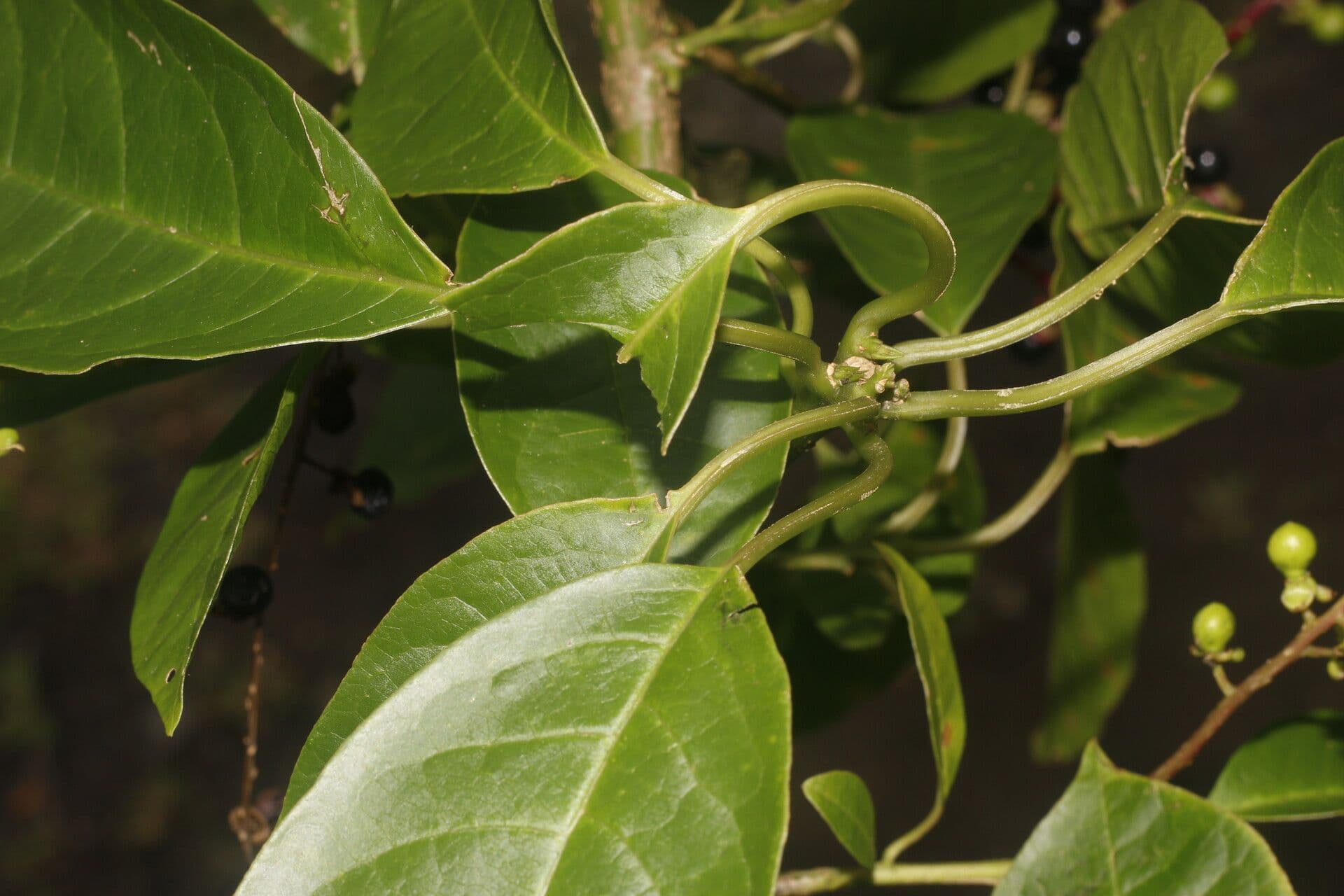 Pleuropetalum