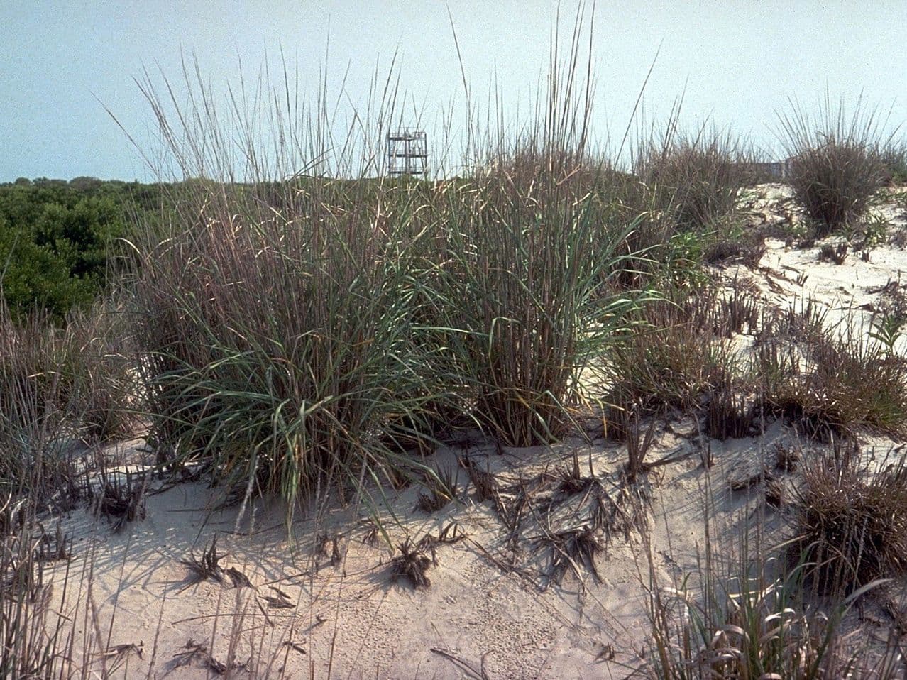 Panicum amer 4