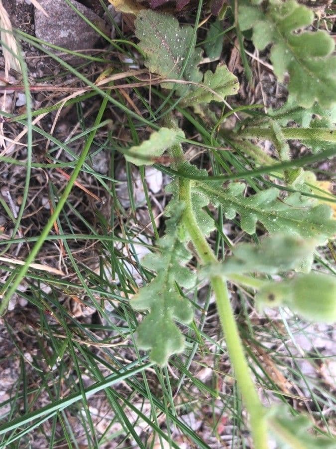 Senecio 5