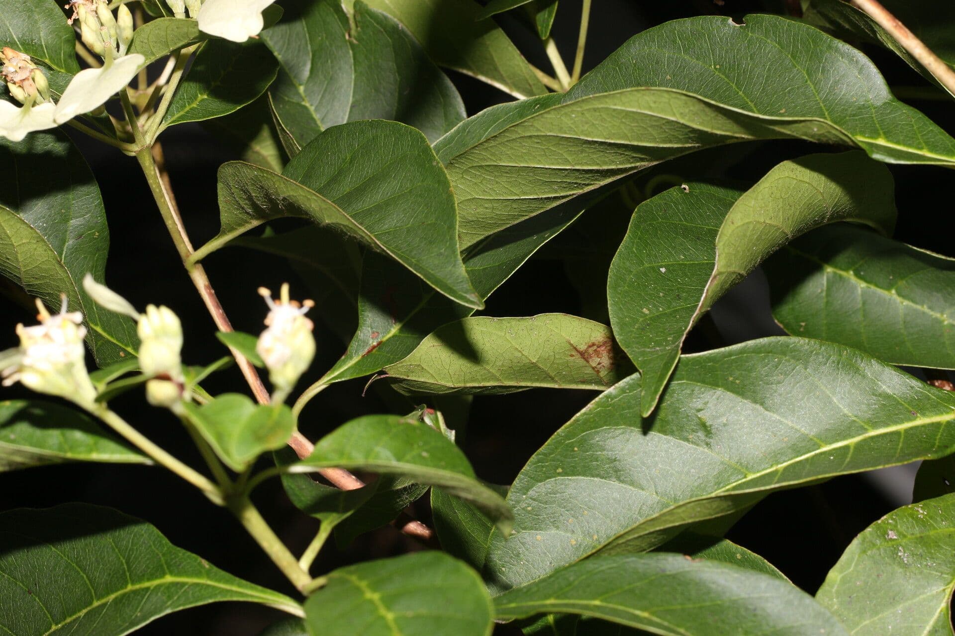 Calycophyllum
