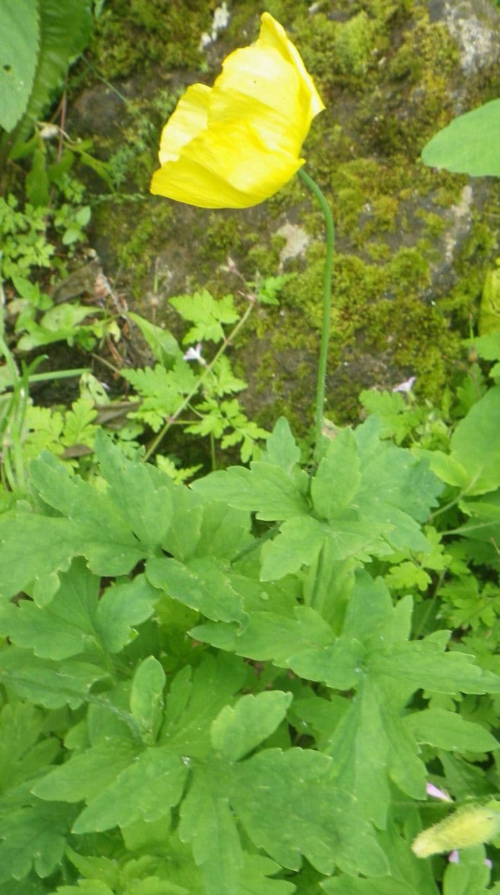 Wald-Scheinmohn 13