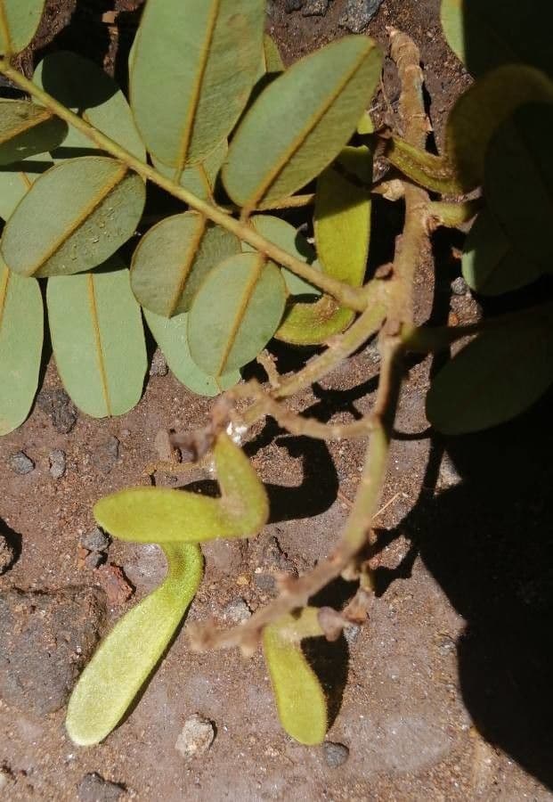 Machaerium biovulatum 5
